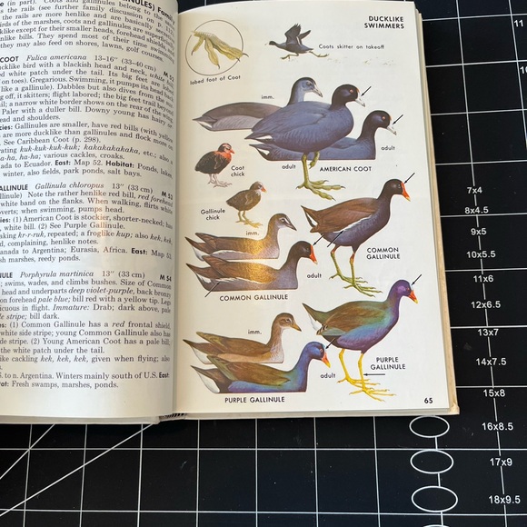 Vintage Peterson Field Guides Eastern Birds - Picture 9 of 11